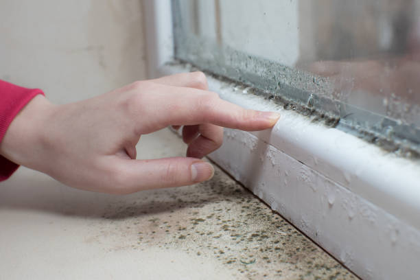 Best Commercial Mold Inspection  in Bay Minette, AL