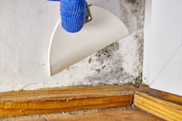Best Post-Remediation Verification Testing  in Bay Minette, AL