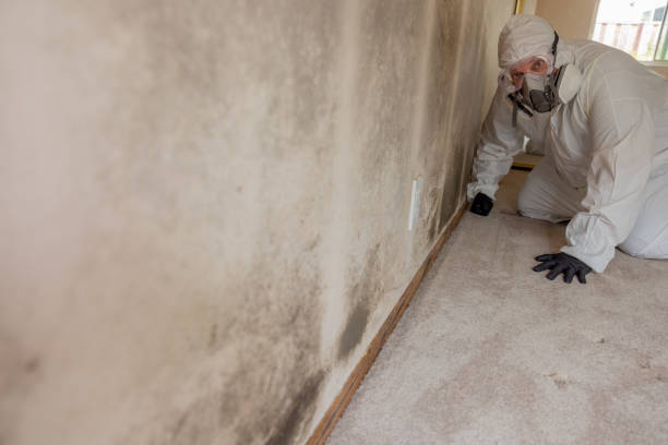 Best Real Estate Mold Inspection  in Bay Minette, AL